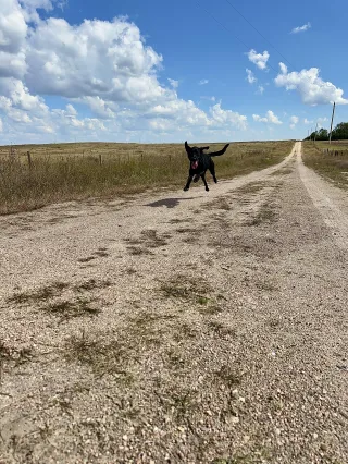 Video as a Teacher in Detection Dog Training

 Post