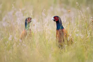 What Makes South Dakota the Pheasant Hunting Capital of the World: Insights into its Unique Landscape and Abundant Wildlife