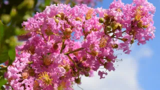 Understanding Crape Myrtle Bark Scale and Effective Management