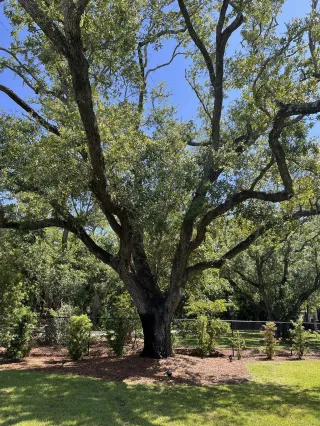 Do Trees Take a Winter Nap in Destin? Here’s What You Need to Know!