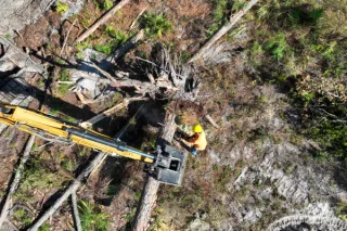 Expert Land Clearing Trees: Tree Removal & Stump Solutions