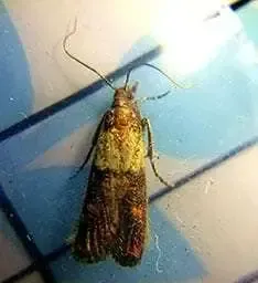 Keeping Your Home Meal-Moth Free