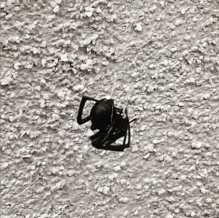 It’s that time of year again: Black Widow season!