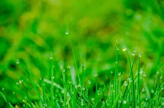 The Southeast ID Guide to Pest and Weed Control: A Deep Dive