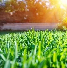 Lawn Care Tips: Crafting a Lush Landscape in Southeast ID
