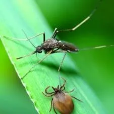 Effective Pest and Weed Control Strategies for Southeast ID Homeowners