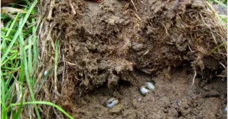 Comprehensive Guide to Pest and Weed Control in Southeast ID