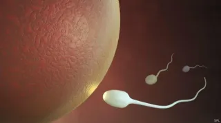 غياب السائل المنوي - الدكتور صالح بن صالح