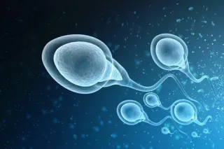 حركة الحيوانات المنوية - الدكتور صالح بن صالح