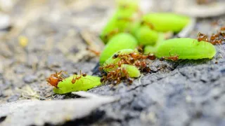 Controlling Fire Ants in Your Garden: 
A Step-by-Step Guide