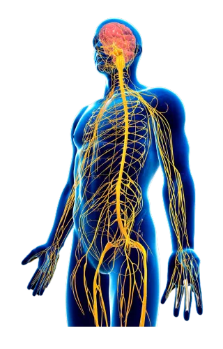 What is Somatic Therapy