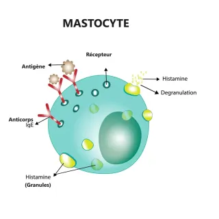 Les mastocytes, ces cellules méconnues au cœur de nombreuses conditions de santé - Kathleen Tremblay