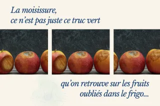 🌿 Mycotoxines et moisissures alimentaires : ce que ton assiette peut cacher