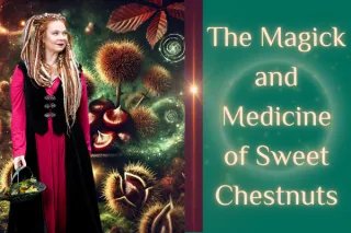 The Magic and Medicine of Sweet Chestnuts
