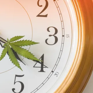 A Guide to Inducing the Cannabis Flowering Stage