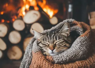 Keep Pets Cozy with Pet-friendly home upgrades for Winter in Edmonton