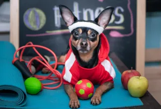 The Benefits of Regular Exercise for Your Dog