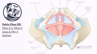 Pelvic Floor 101