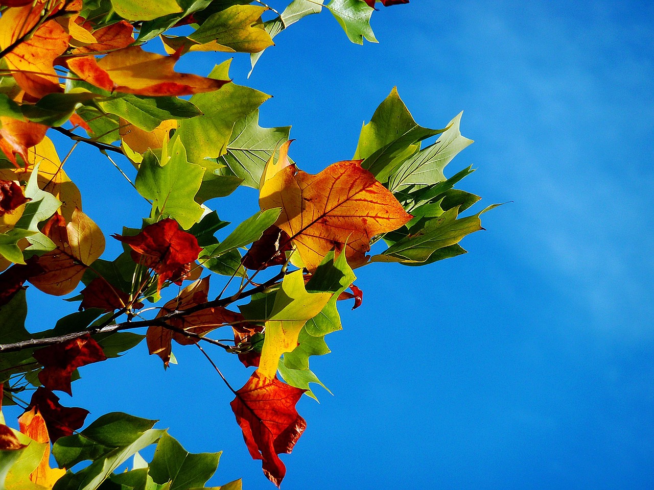 Fall Lawn Maintenance Tips for Seattle Homeowners
