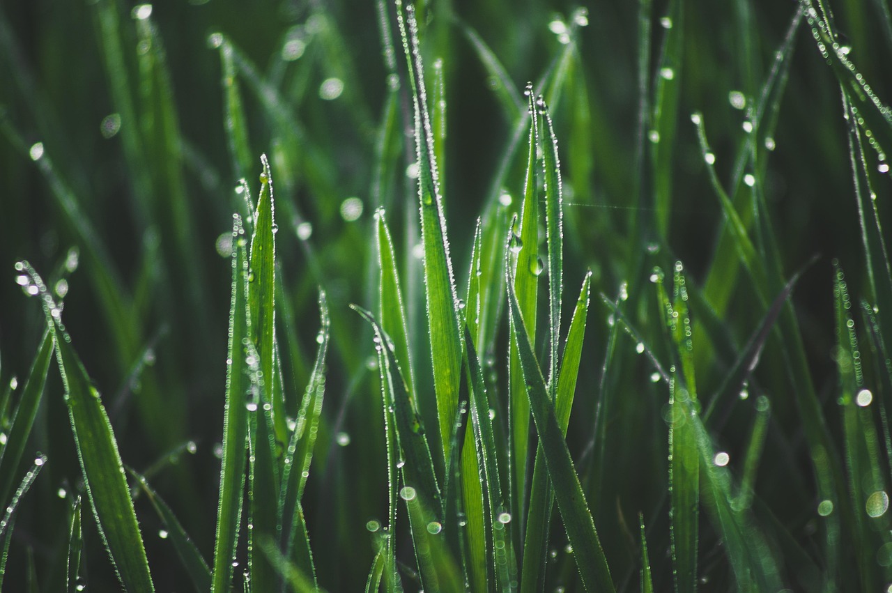 What Type of Grass Grows Best in Seattle?
