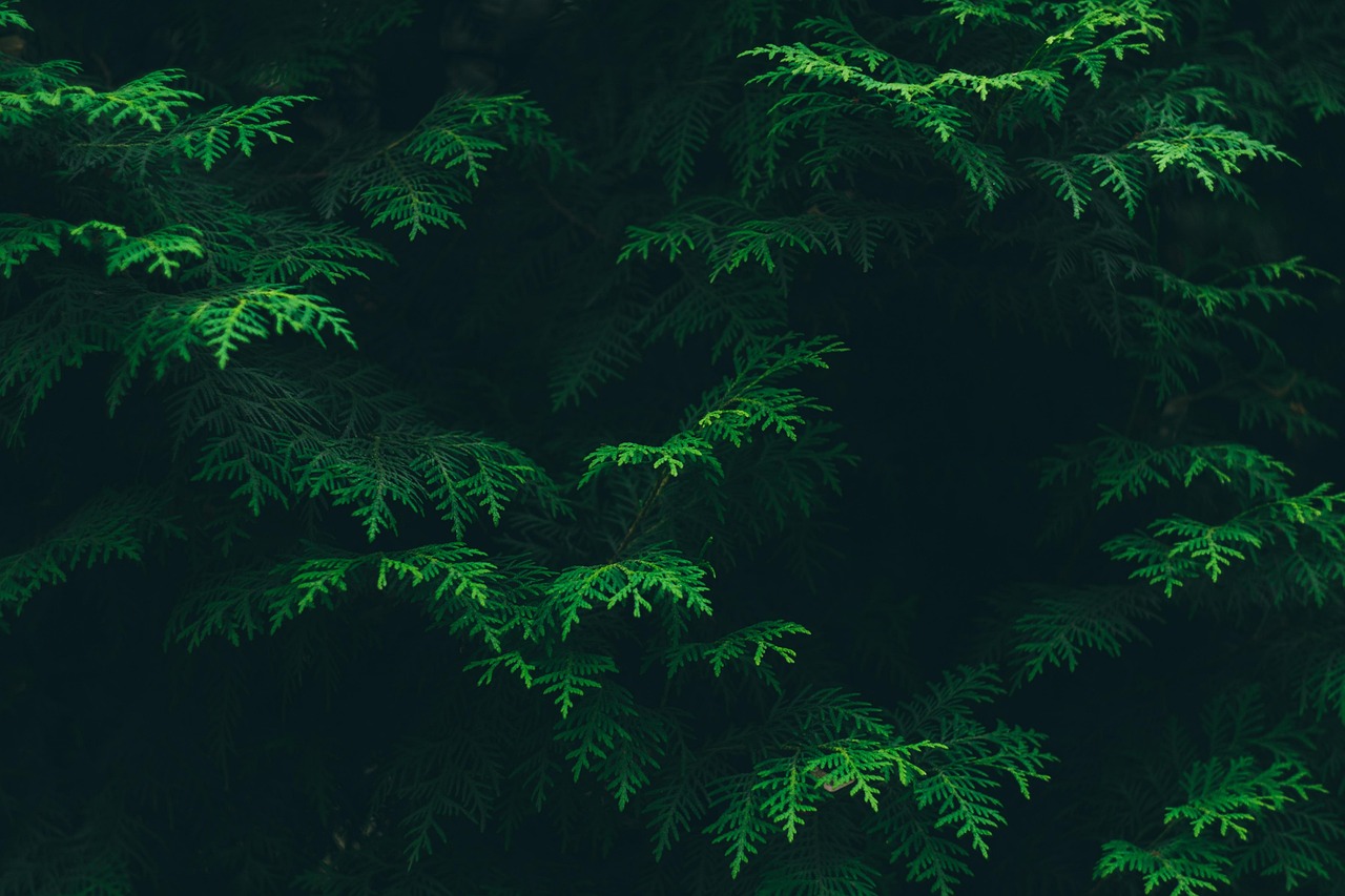 What Trees Grow Best in Washington and How to Care for Them
