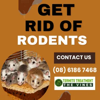 How to get rid of a rodent?