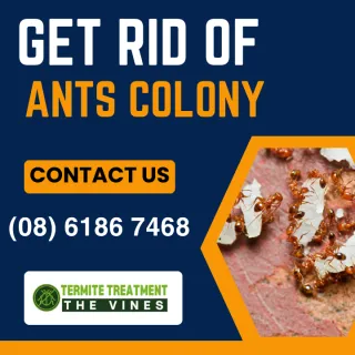 How To Get Rid Of An Ant Colony?