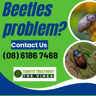 Soldier Beetles: A Comprehensive Guide