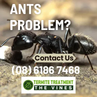 Ants In Your Car: How to Get Rid of Them and Make Sure They Never Come Back