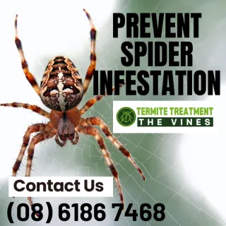 The Huntsman Spider