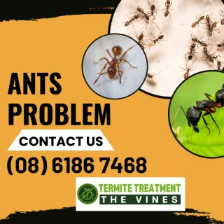 Ants – All About Ants