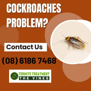 German Cockroaches In Perth