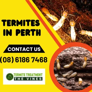 Termites in Perth