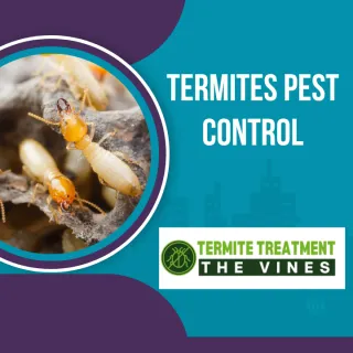 HOW TO IDENTIFY TERMITES
