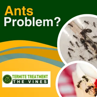 Funnel Ants: The Hidden Pests Damaging Your Lawn and Garden