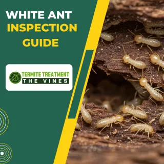 Signs of White Ants in House: Perth Home Inspection Checklist