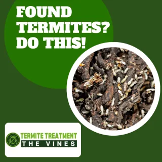 What to Do When You Find Termites?