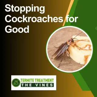 Why Cockroaches Keep Coming Back And What Actually Works to Get Rid of Them