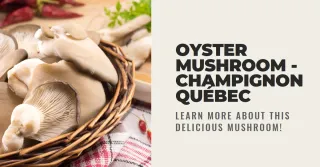 Cultivez vos propres Pleurotes à la maison avec CulturaShop - Une expérience unique de champignon au Québec