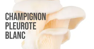Découvrez les secrets des champignons blancs avec Alexandre Leblanc, cofondateur de CulturaShop