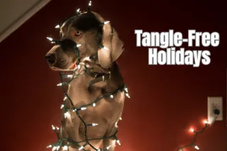 Tangle-Free Holidays: Expert Tips for Storing Your Christmas Lights in Central New York