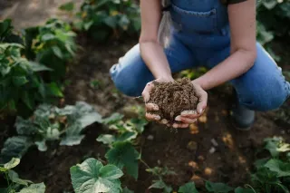 Insulating your Soil with BioChar