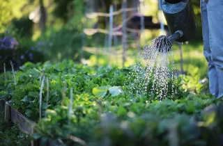 The Power of Liquid Bio-fertiliser