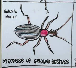 100-day challenge: insect drawings