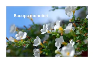 Bacopa Monnieri: A Natural Secret to Enhance Brain Support