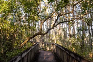 🌿Get Lost (In the Best Way) at Tibet-Butler Nature Preserve – Orlando’s Hidden Green Gem!