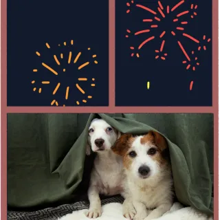 Fireworks & thunderstorms: 10 essential tips to comfort your canine companion