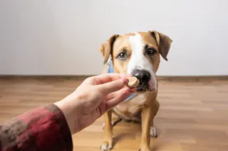 How to Fade Treats in Dog Training: Build Reliable Behaviors Without Treats