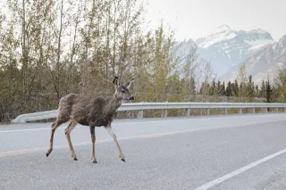 From A Deer in Headlights to Conquering Fear