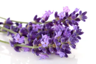 VARIOUS BENEFITS OF LAVENDER OIL;  MORE THAN JUST AROMATHERAPY